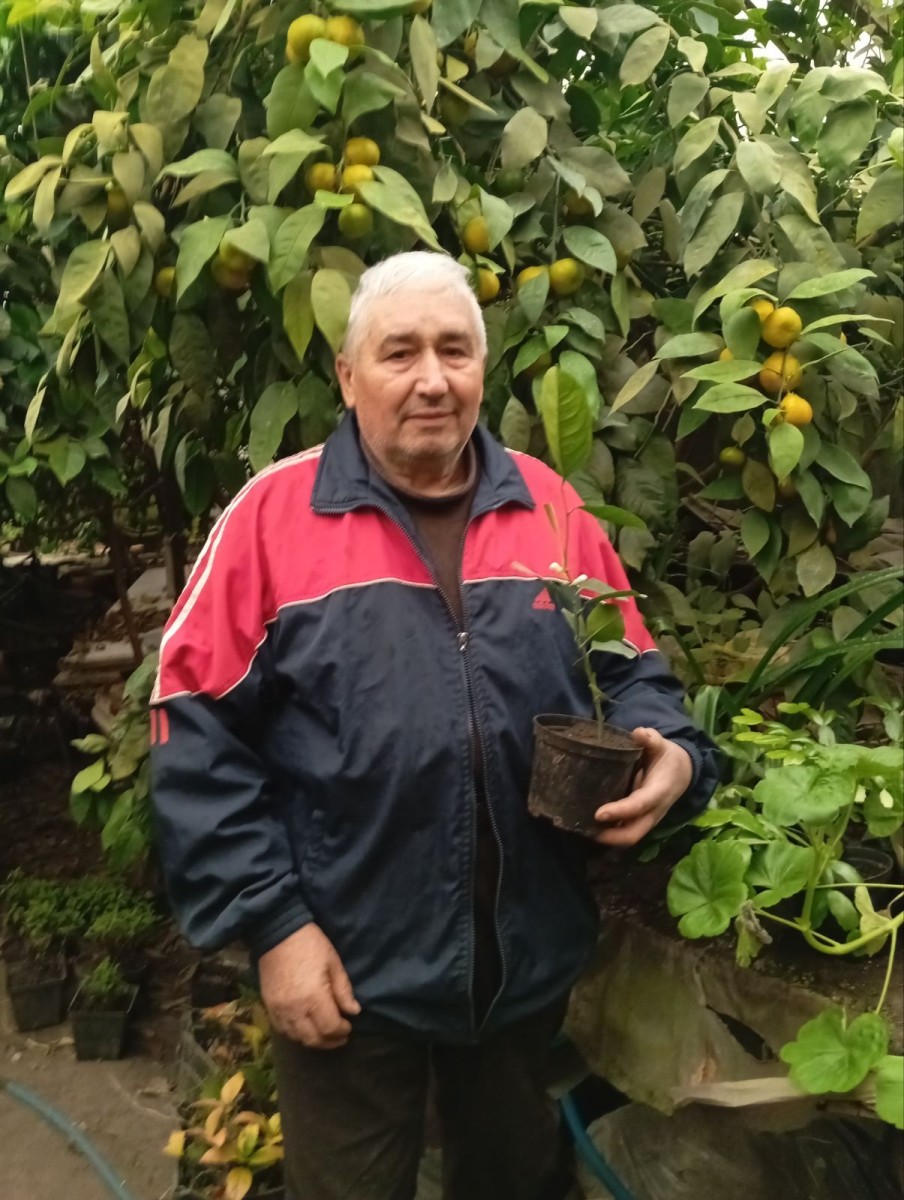 Лимони, мандарини, стевія ростуть біля… Острога